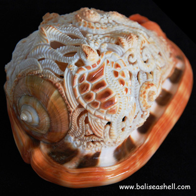 Cypraecassis Rufa Shell Carving