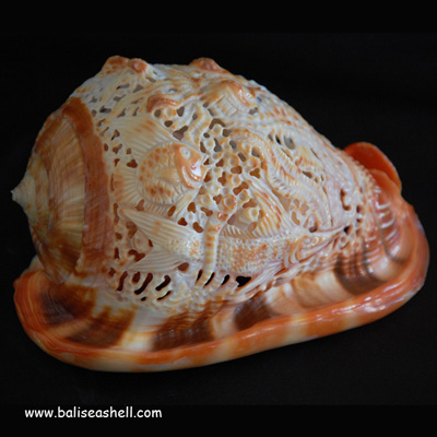 Cypraecassis Rufa Shell Carving Fish Ornament