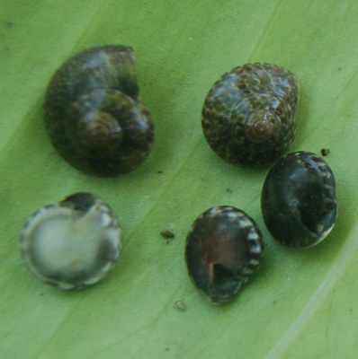 Snail Shell  From Indonesia