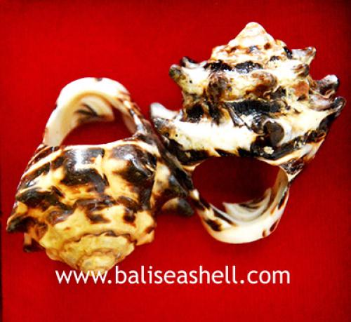 Melo Amphora Shell Carving