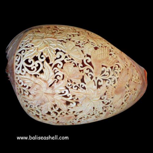 Cypraecassis Rufa Shell Carving Fish Ornament