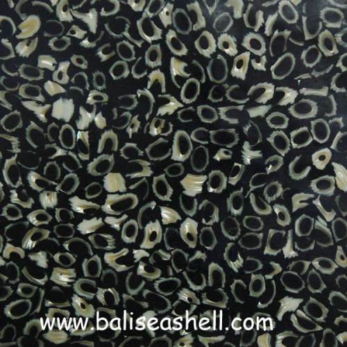 Snail Shell  From Indonesia