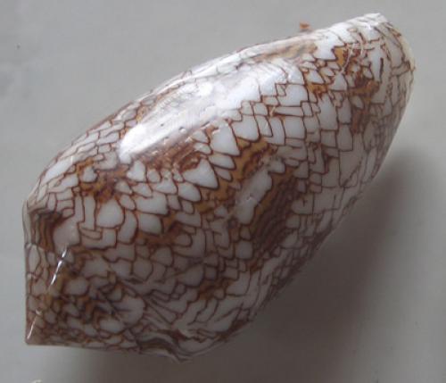 Black MOP Shell Box