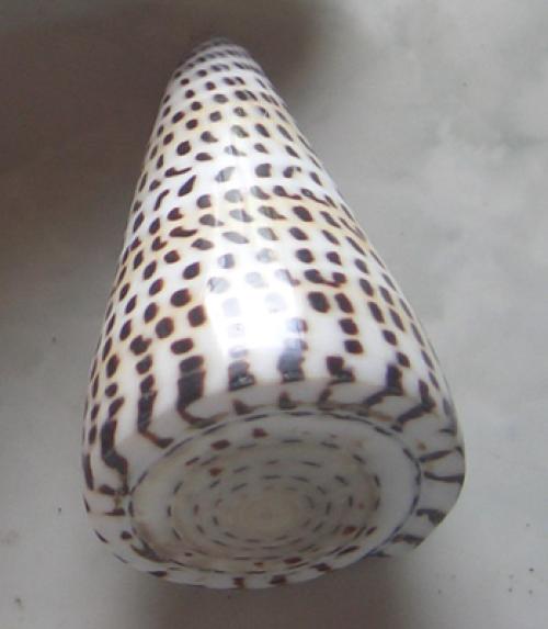 Melo Shell Carving Fish & Turtle
