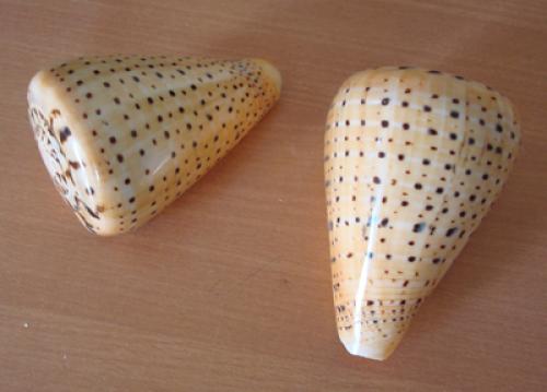 colection shell necklace