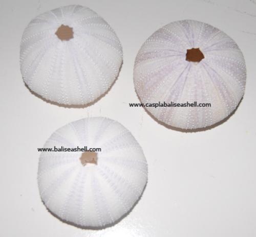 Tray White MOP Shell Silver Love