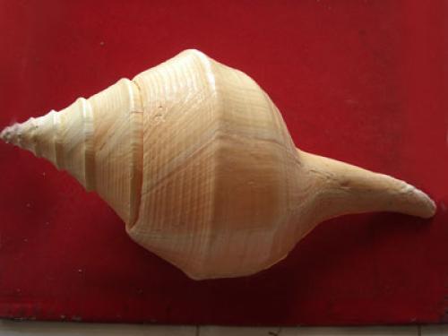 Black MOP Shell Box