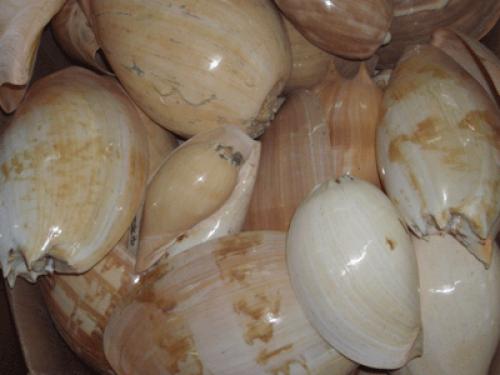 colection shell necklace