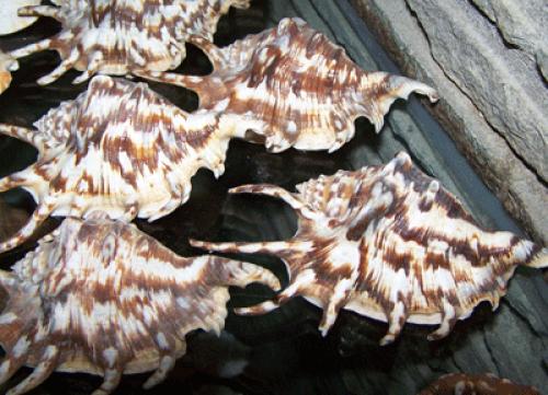 Tectus Triserialis or Top Shell