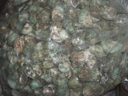 Snail Shell  From Indonesia