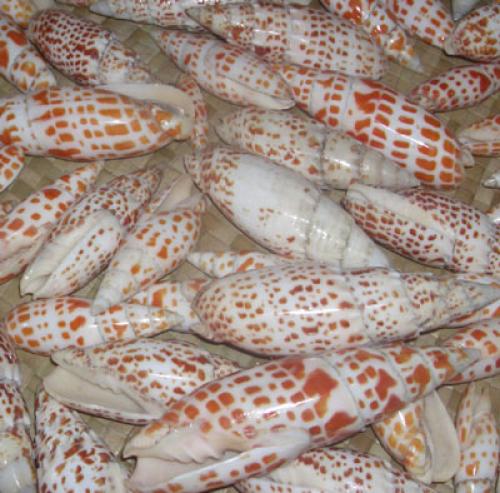 Tonna olearium