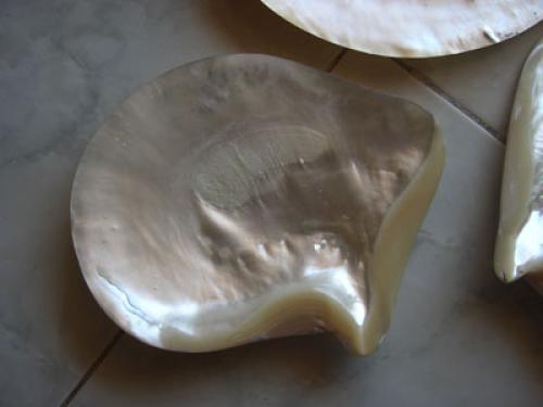 colection shell necklace