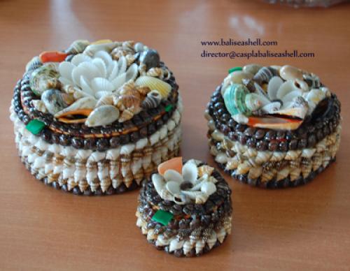 Snail Shell  From Indonesia
